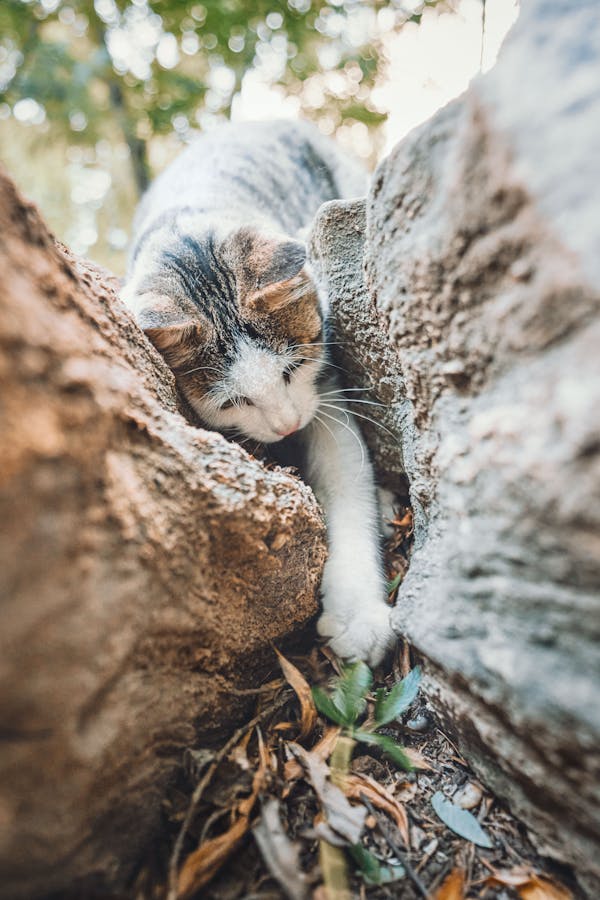 cat